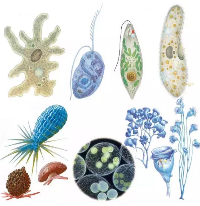 Paraziti patří do království Protozoa, ve kterém žije více než patnáct tisíc druhů. 