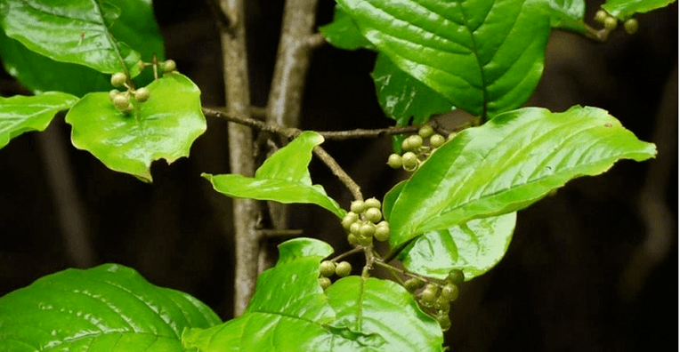 Ájurvédská bylina Vidanga - silný nástroj proti parazitům ve střevech
